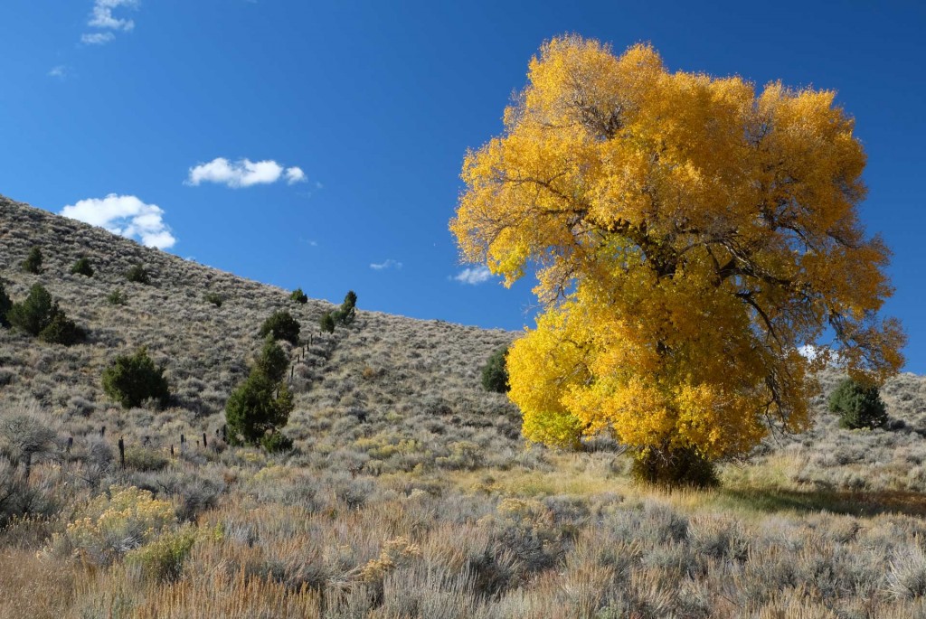 THE cottonwood tree at the Brush Creek Ranch, Wyoming, photo by artist Dawn Chandler