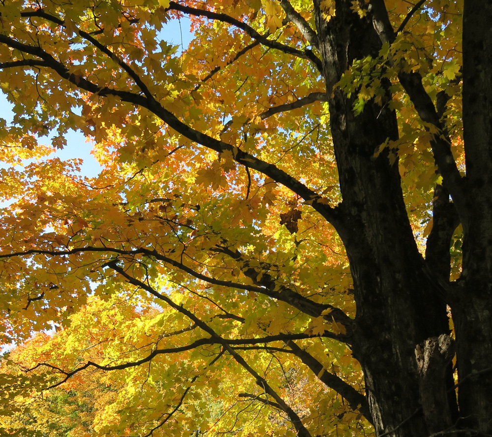 TaosDawn Vermont Autumn Leaves — Stowe 02