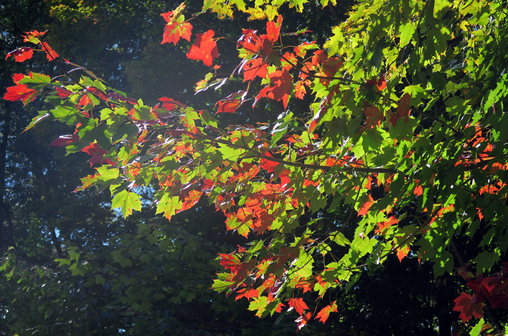 autumn comes alive among Vermont's maples - photo by artist Dawn 'TaosDawn' Chandler