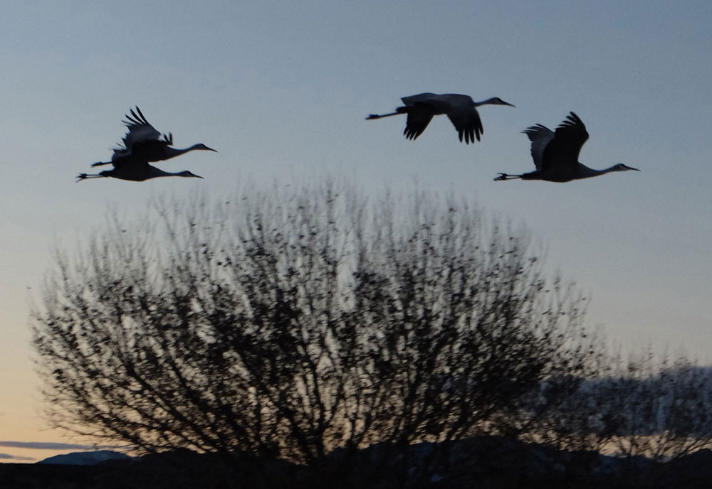 two couples of sandhill cranes flying north to their evening roost, bosque del apache, photo by dawn chandler