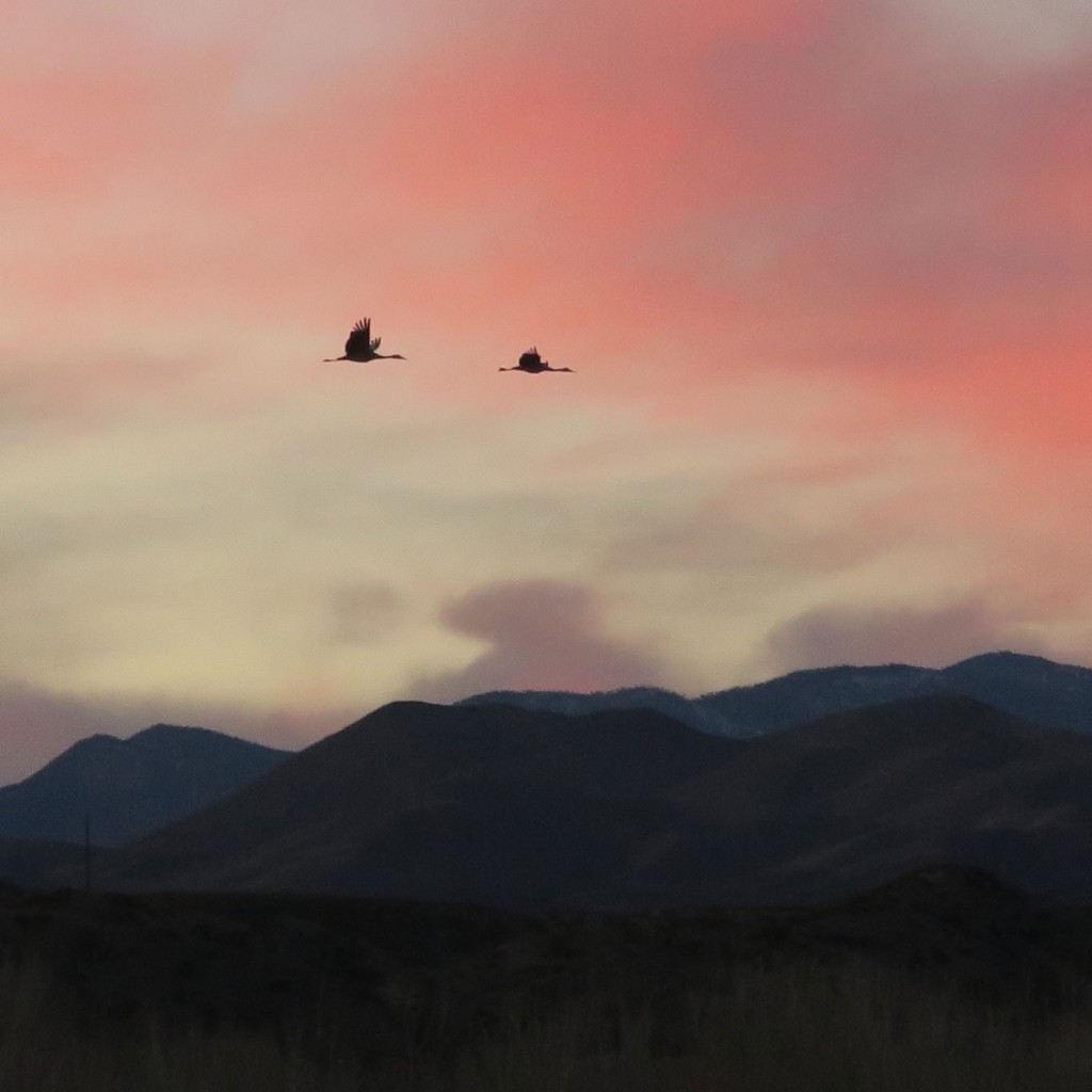 finding grounding in a pair of sandhill cranes flying north to their evening roost, bosque del apache, photo by dawn chandler