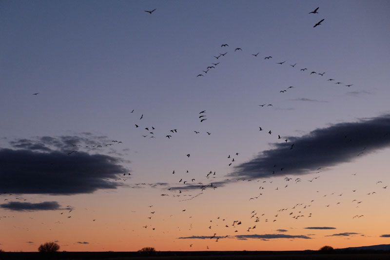 finding grounding in snow geese and sandhill cranes flying north to their evening roost, bosque del apache, photo by dawn chandler