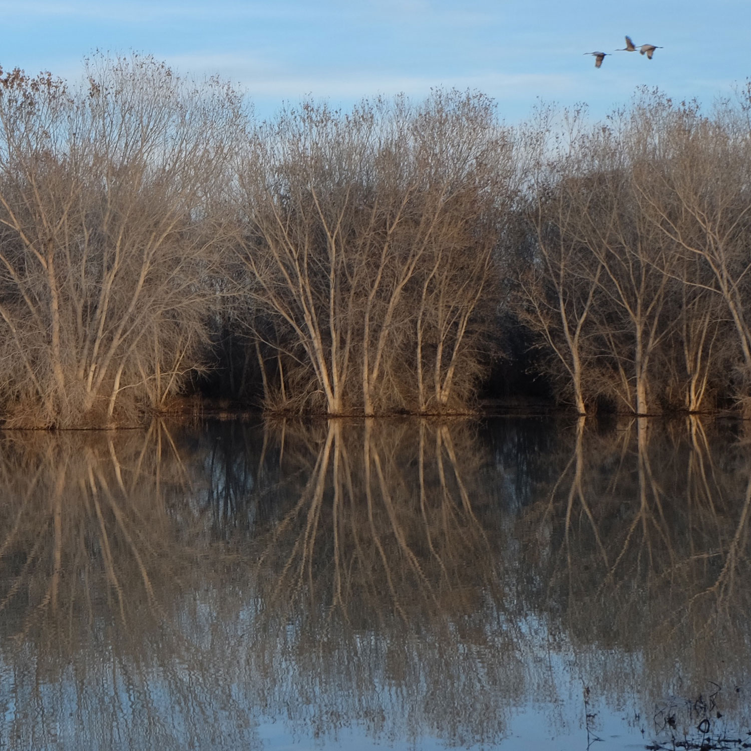 A trio of cranes in flight over a trio of marsh trees, bosque del apache, photo by dawn chandler