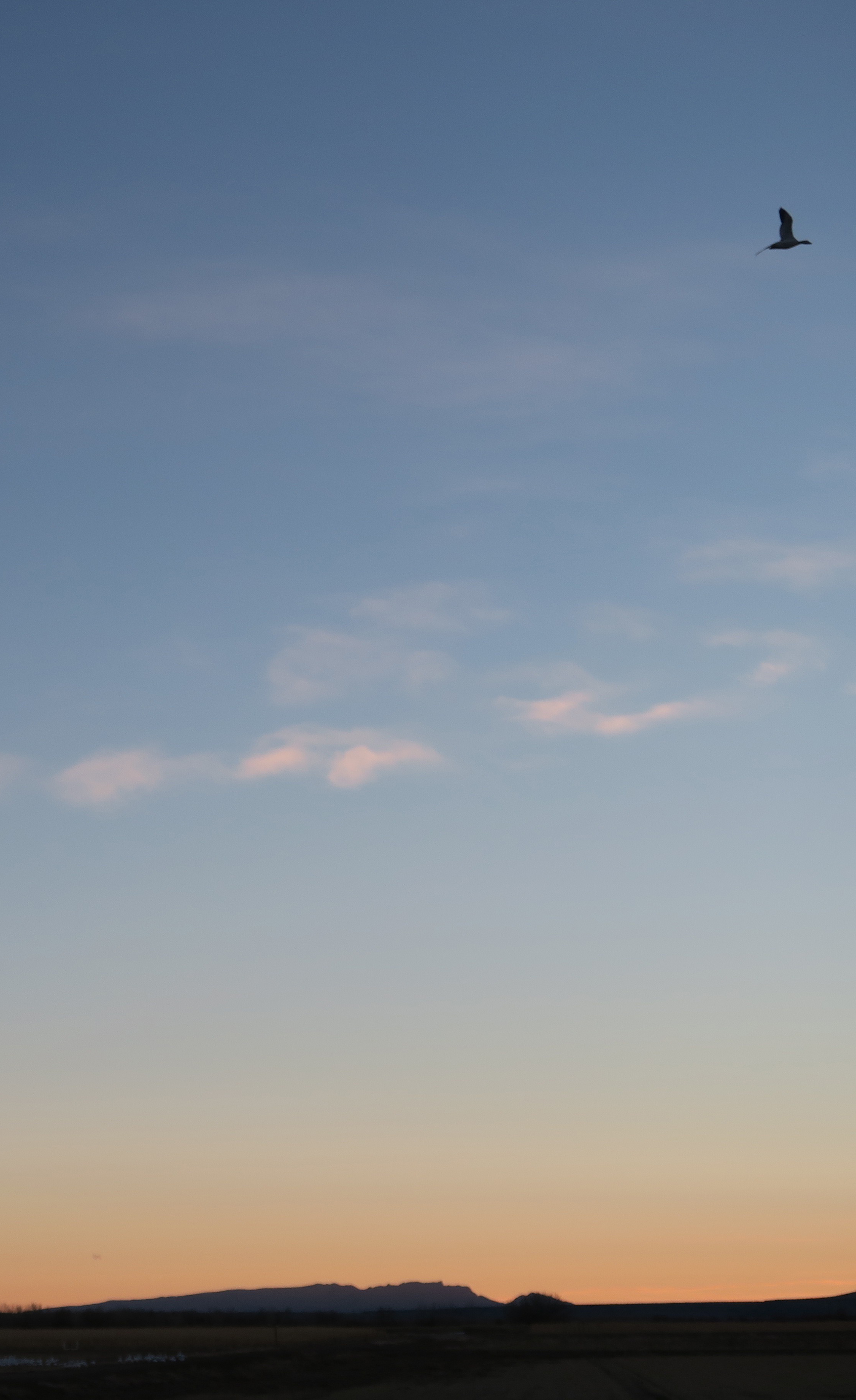 a solitary sandhill crane in day's last light, bosque del apache, photo by dawn chandler