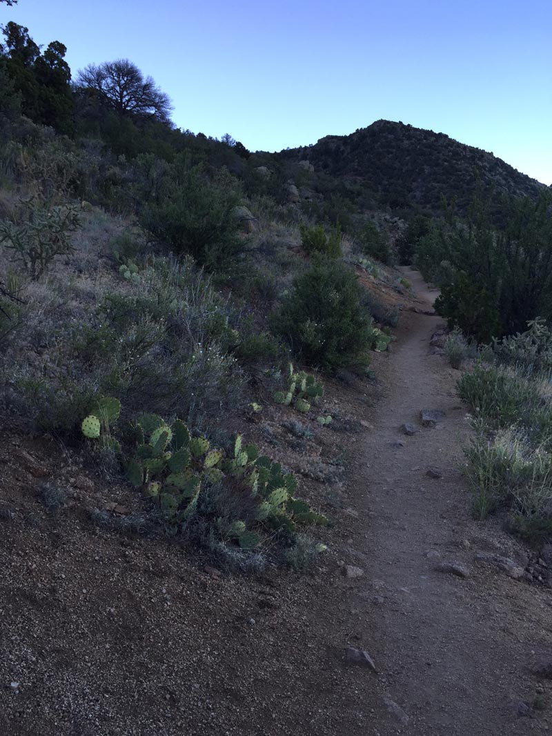 photo by artist dawn chandler of early morning on the la luz trail