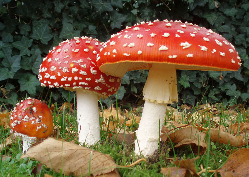 Amanita muscaria, also known as fly egaric or fly amanita ~ photo by Onderwijsgek at nl.wikipedia