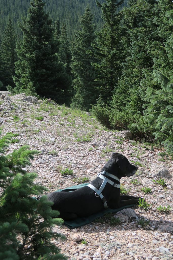 Dawn Chandler's pup watches while Dawn creates a plein air oil painting of the forest above Santa Fe, New Mexico