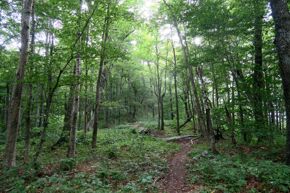 dawnchandler_lt_2016_hiking-through-the-green_1000px_