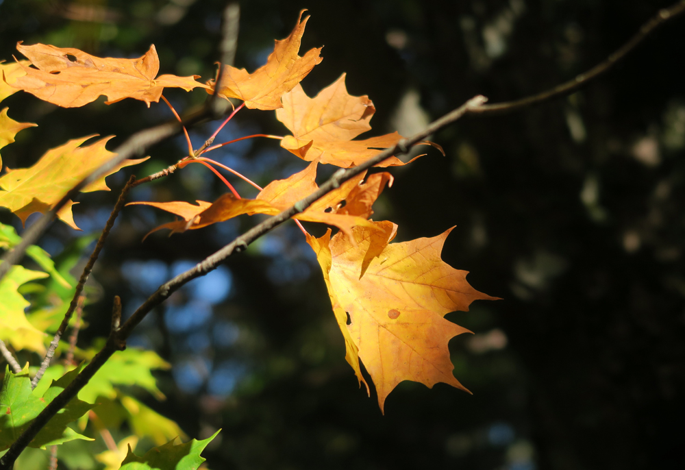 along vermont's long trail - last day leaves - photo by artist dawn chandler