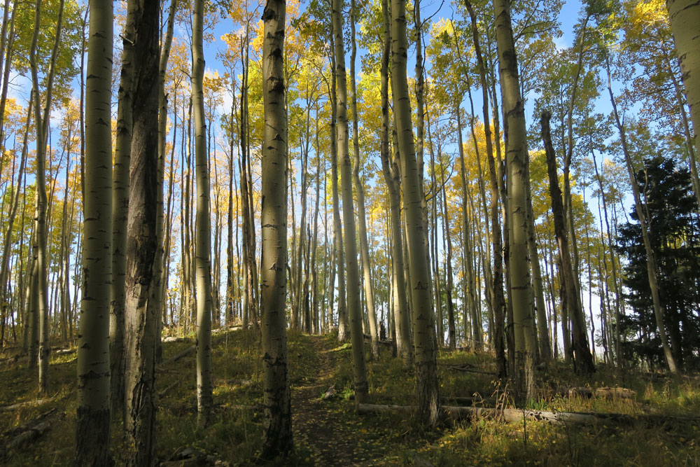 dawnchandler_santa-fe-october-aspens-02_1000px