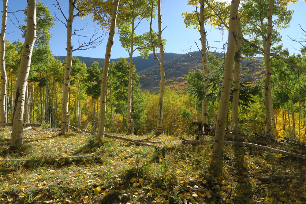 dawnchandler_santa-fe-october-aspens-04_1000px