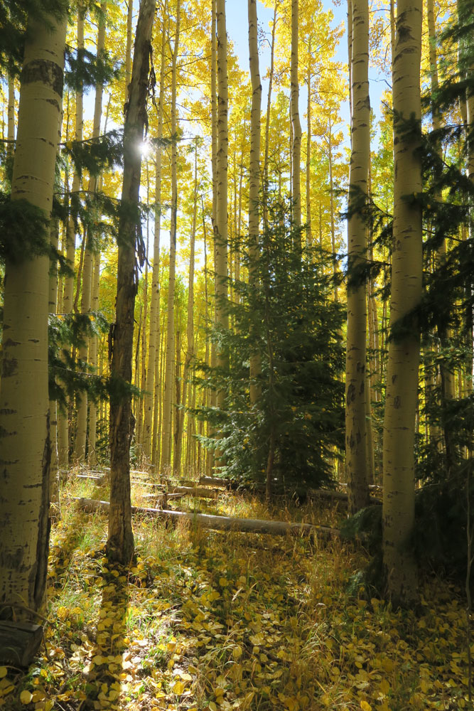 dawnchandler_santa-fe-october-aspens-05_1000px