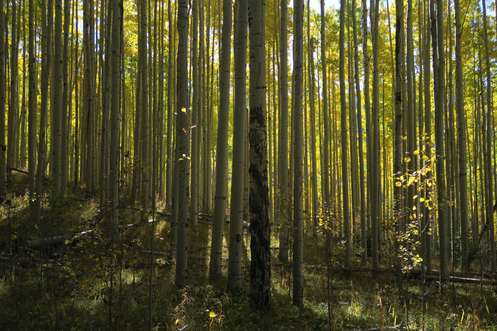 dawnchandler_santa-fe-october-aspens-06_1000px