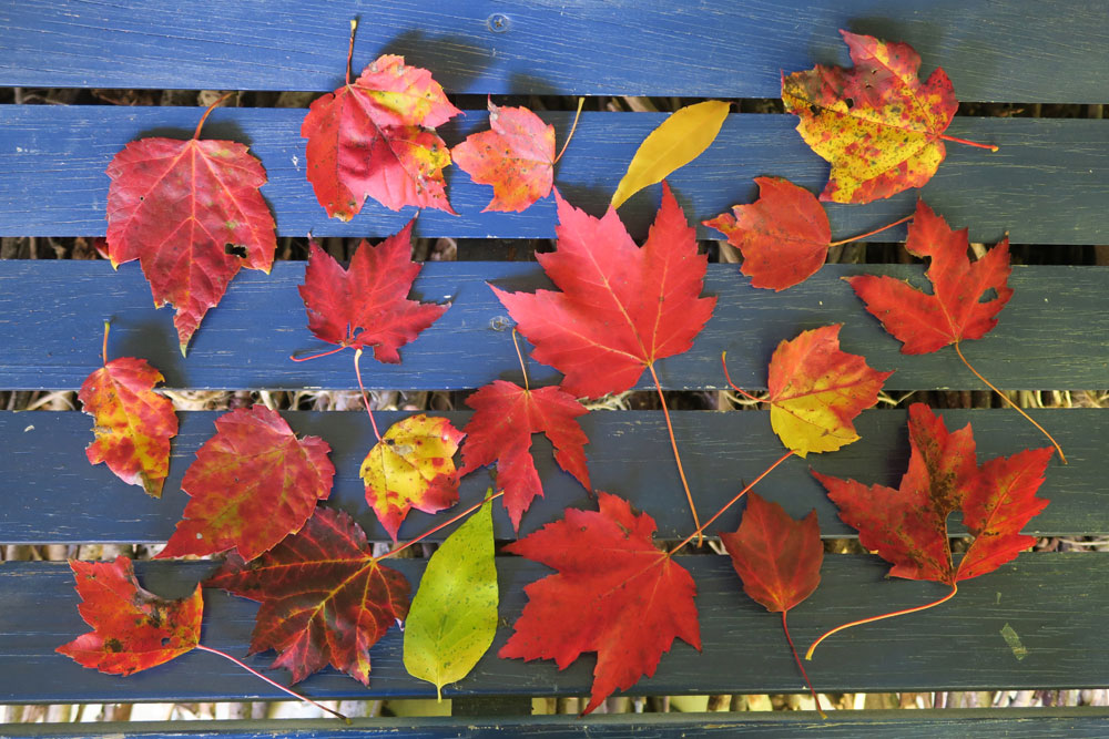 Stowe Vermont autumn leaves collected by artist Dawn Chandler