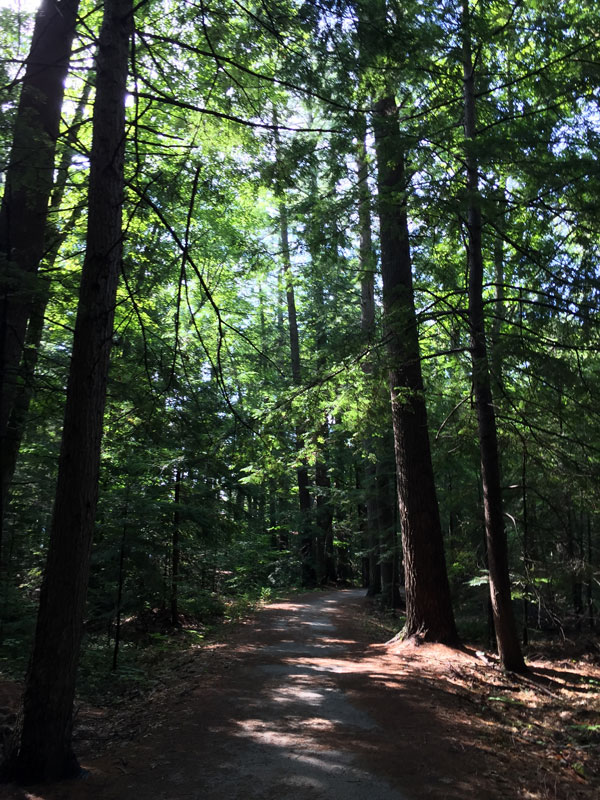 The rail to trail path near Lake Wentworth and Wolfboro, NH; photo by Dawn Chandler, Santa Fe artist