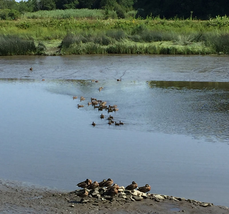 ducks congregating in along the Exeter River, Exeter, New Hampshire. Photo by Santa Fe artist Dawn Chandler