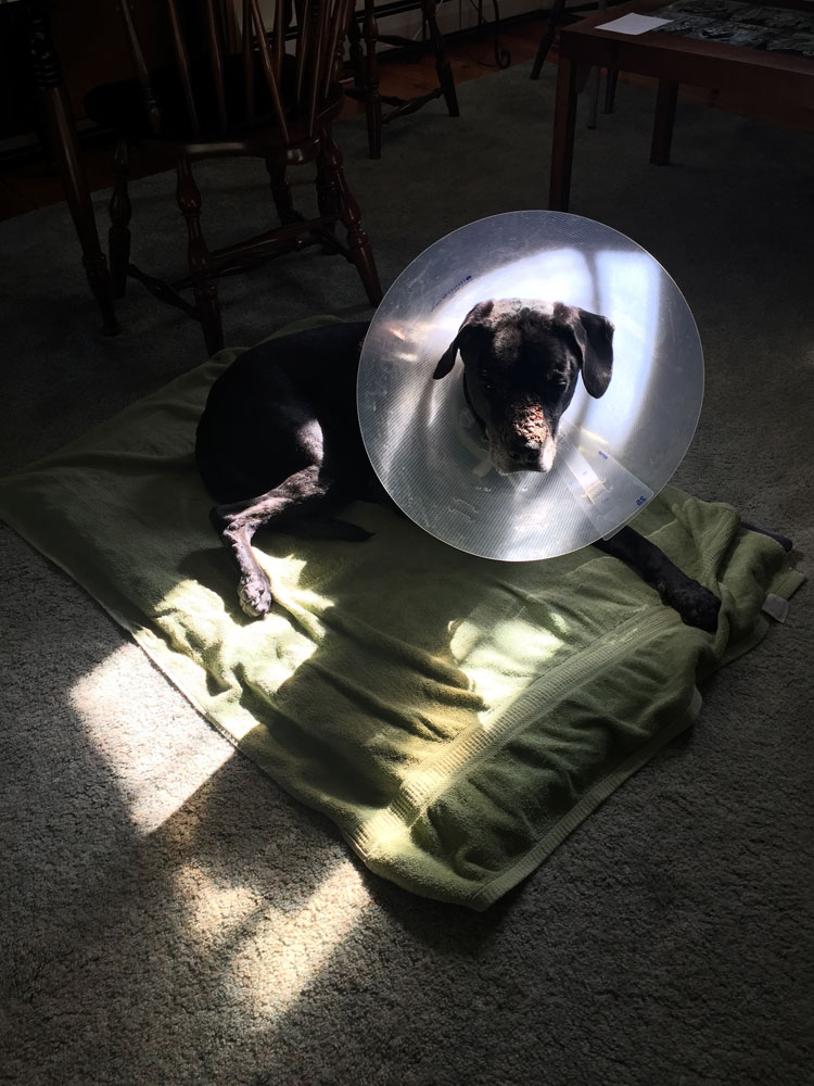 My sweet pup Wilson, recovering from a fierce venemous spider bite on her snout - photo by Santa Fe artist Dawn Chandler