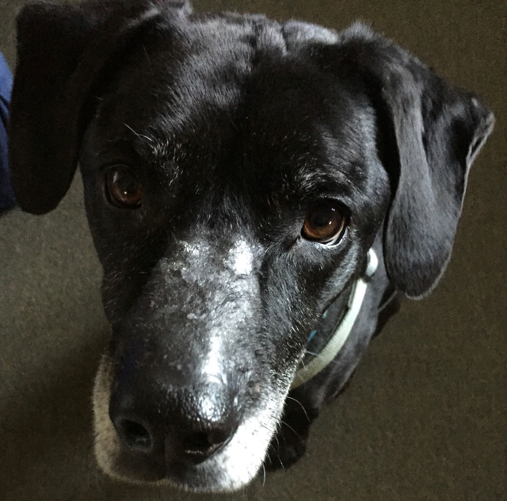 Artist Dawn Chandler's beautiful pup's portrait, recovering from a spider bite.