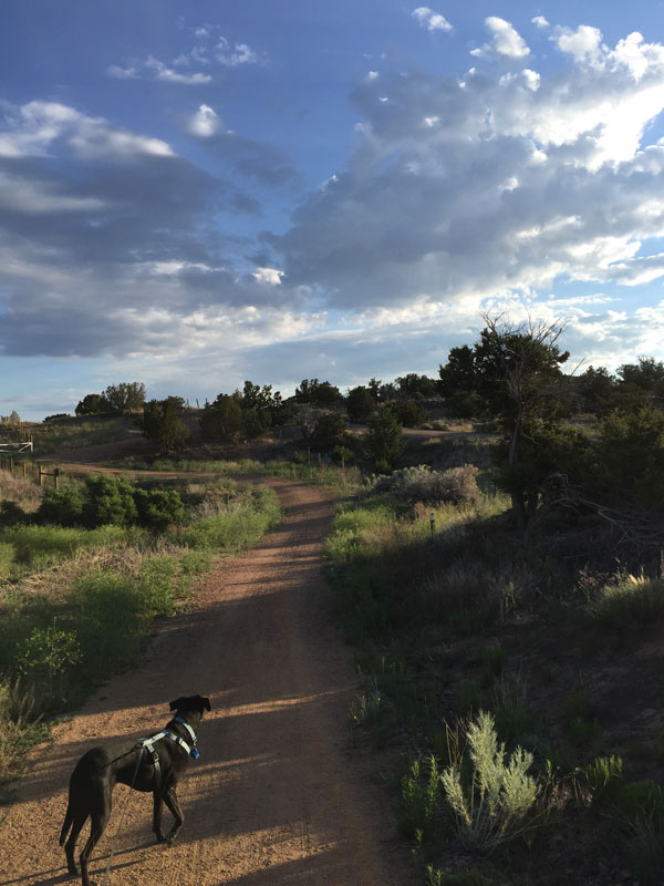 Wilson Pupster along Santa Fe's Rail Trail. Photo by Santa Fe Artist Dawn Chandler