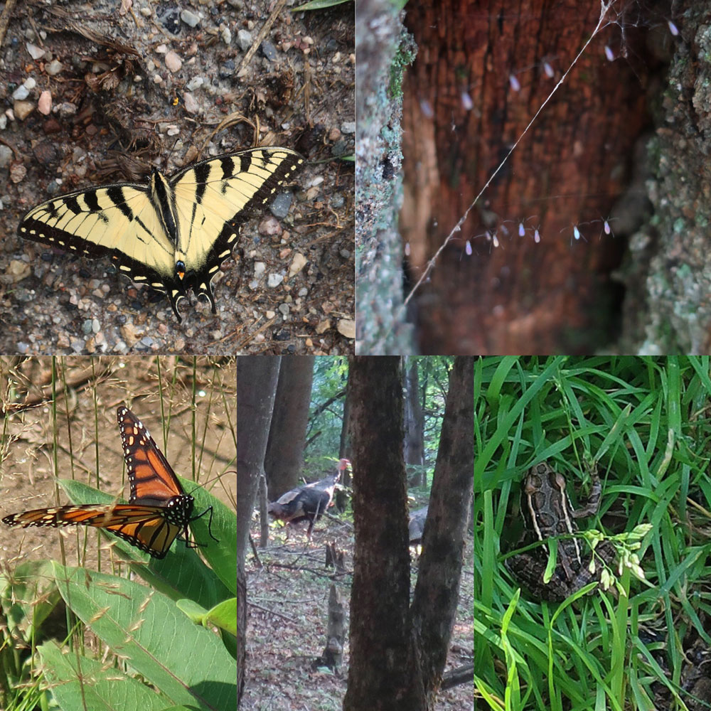 Along the Vermont Appalachian Trail - wise trail beings - photo by TaosDawn - Santa Fe artist and backpacker Dawn Chandler