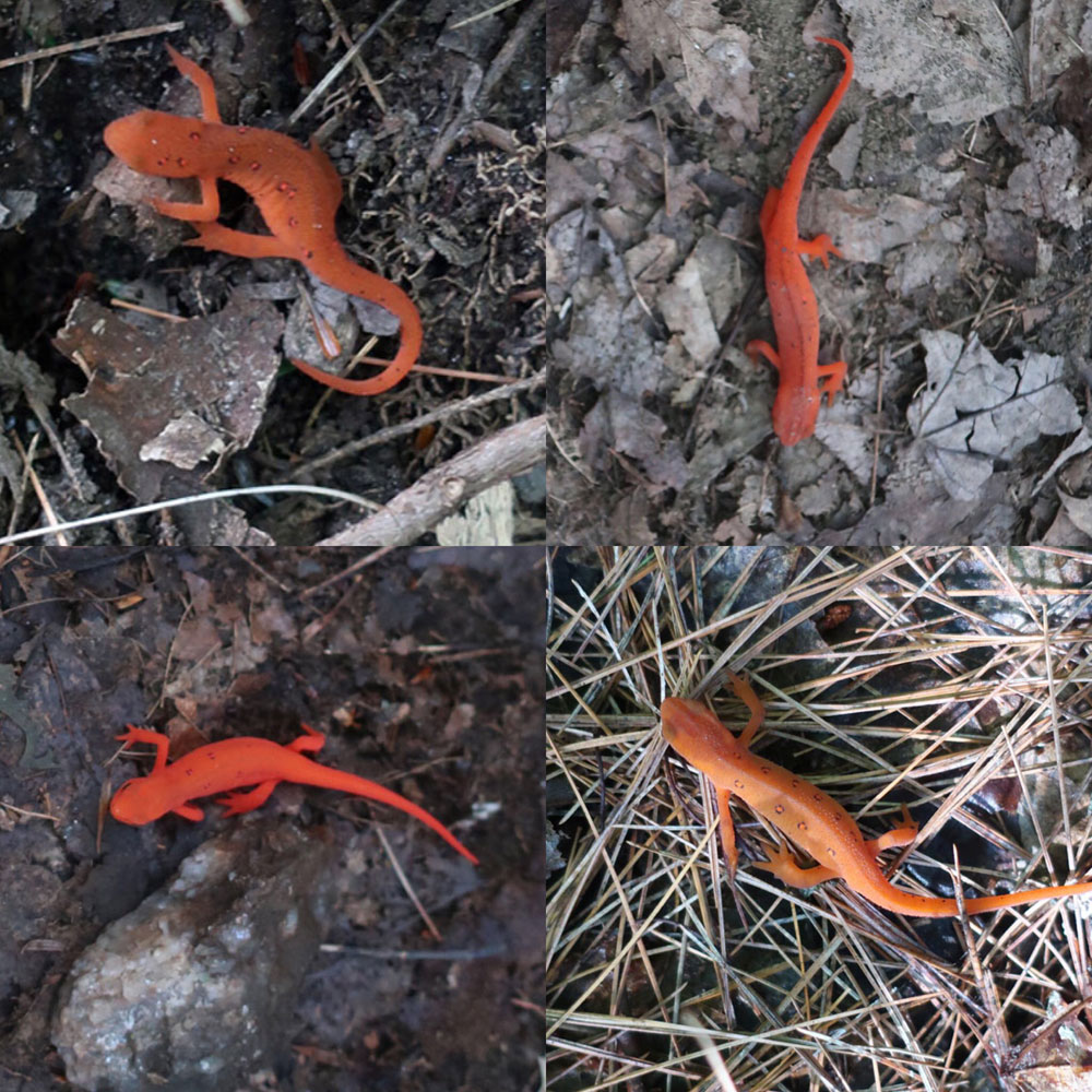 Along the Vermont Appalachian Trail - orange newts - photo by TaosDawn - Santa Fe artist and backpacker Dawn Chandler