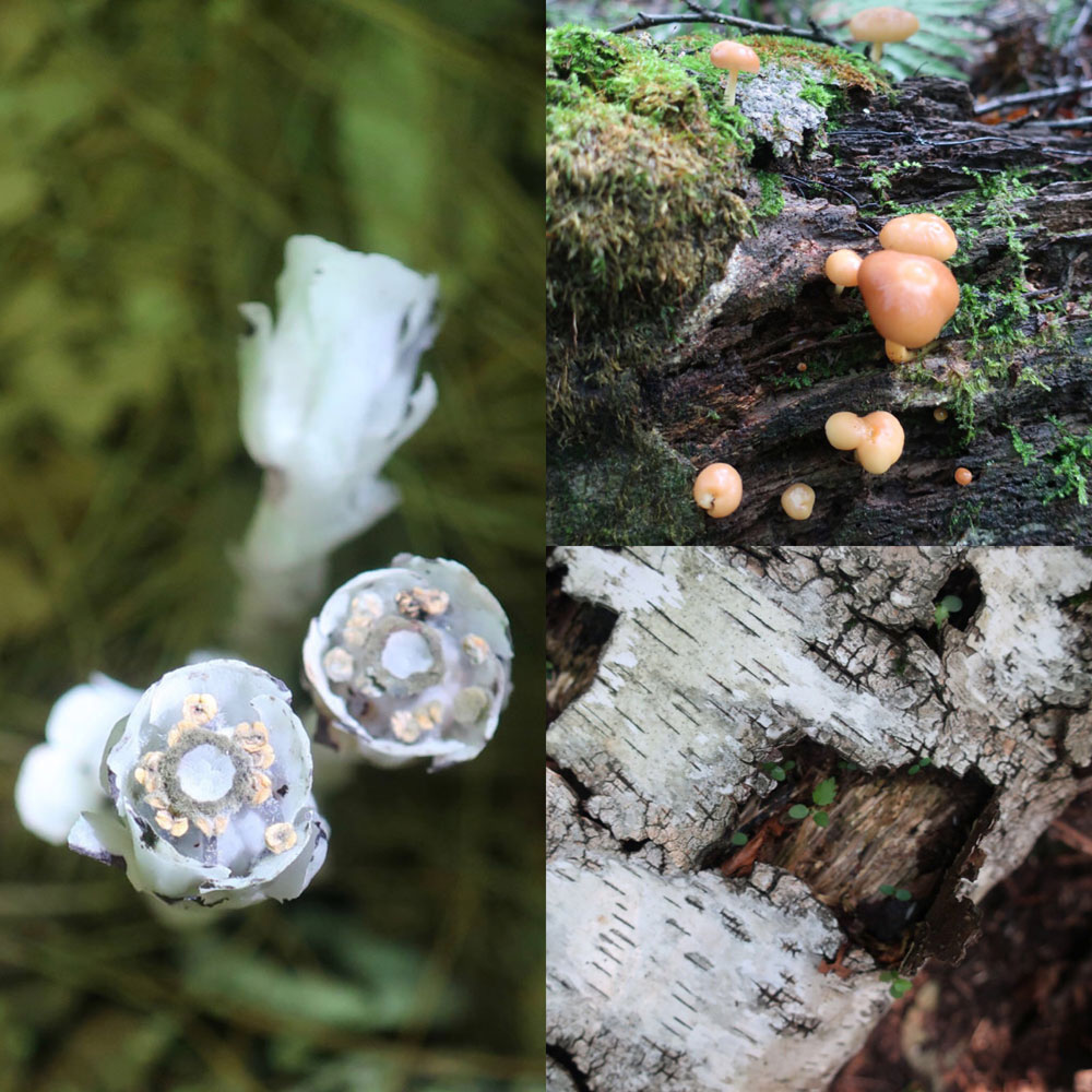 Along the Vermont Appalachian Trail - tiny beautiful things - still more fungi - photo by TaosDawn - Santa Fe artist and backpacker Dawn Chandler