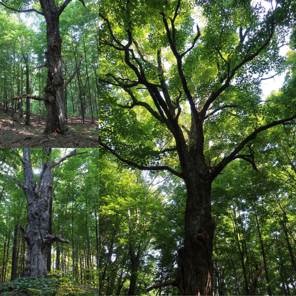 Along the Vermont Appalachian Trail - wise old trees - photo by TaosDawn - Santa Fe artist and backpacker Dawn Chandler