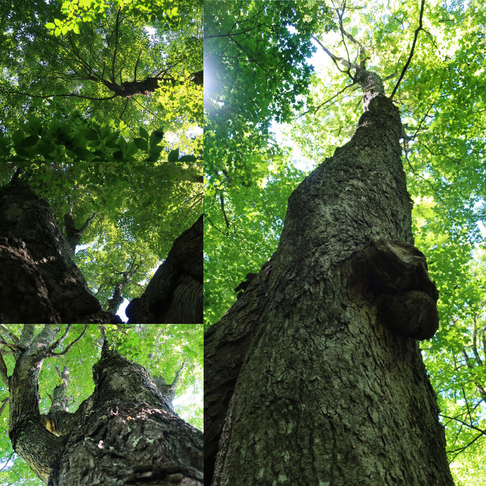 Along the Vermont Appalachian Trail - more wise old trees - photo by TaosDawn - Santa Fe artist and backpacker Dawn Chandler