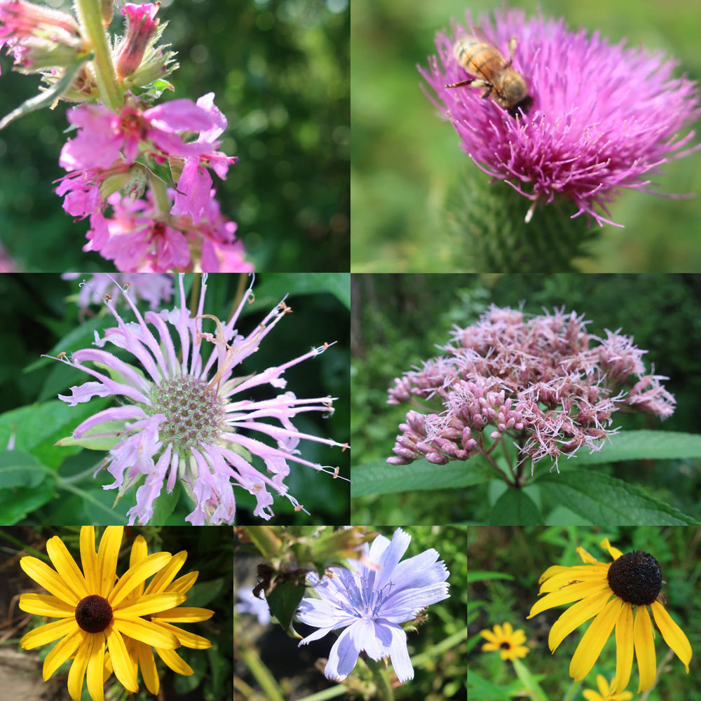 Along the Vermont Appalachian Trail - tiny beautiful things - flowers - photo by TaosDawn - Santa Fe artist and backpacker Dawn Chandler