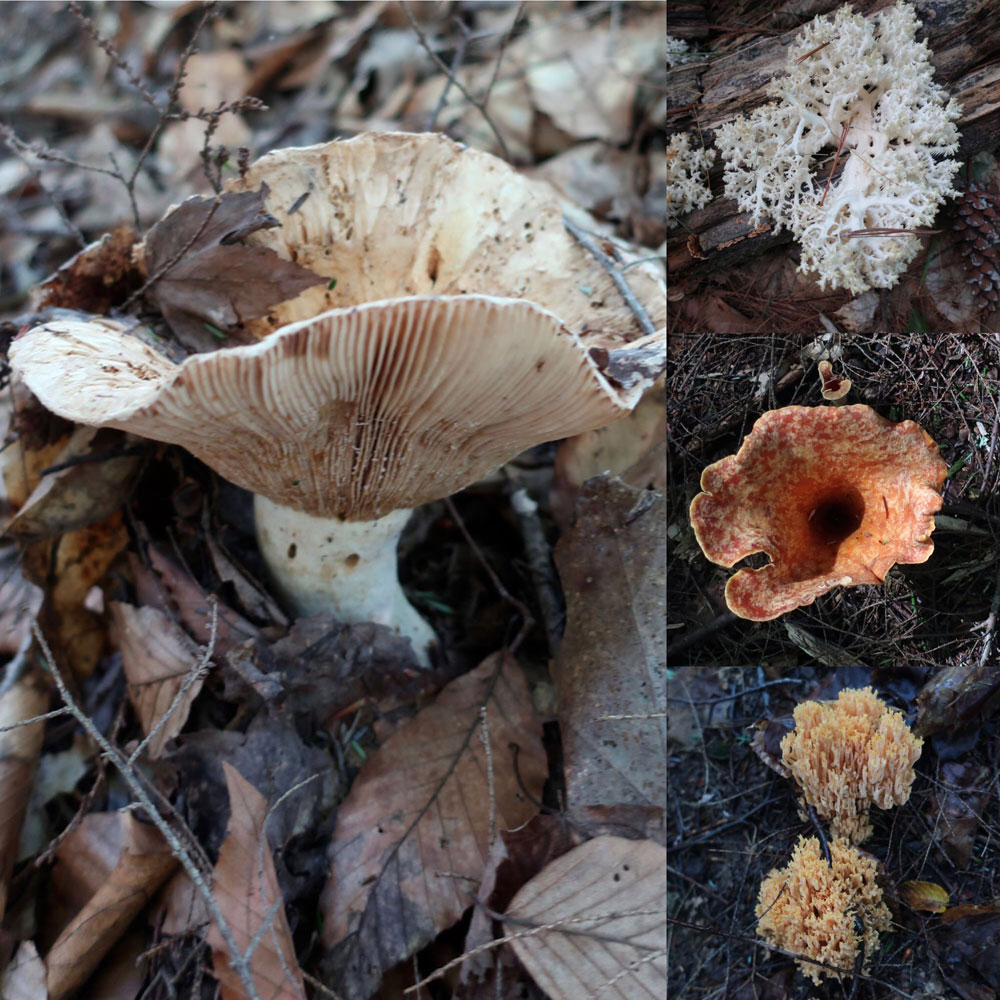 Along the Vermont Appalachian Trail - tiny beautiful things - fungi - photo by TaosDawn - Santa Fe artist and backpacker Dawn Chandler