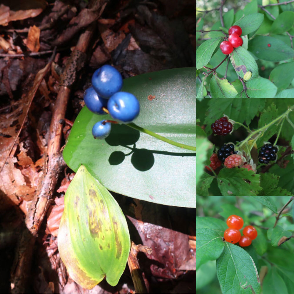 Along the Vermont Appalachian Trail - tiny beautiful things - berries - photo by TaosDawn - Santa Fe artist and backpacker Dawn Chandler