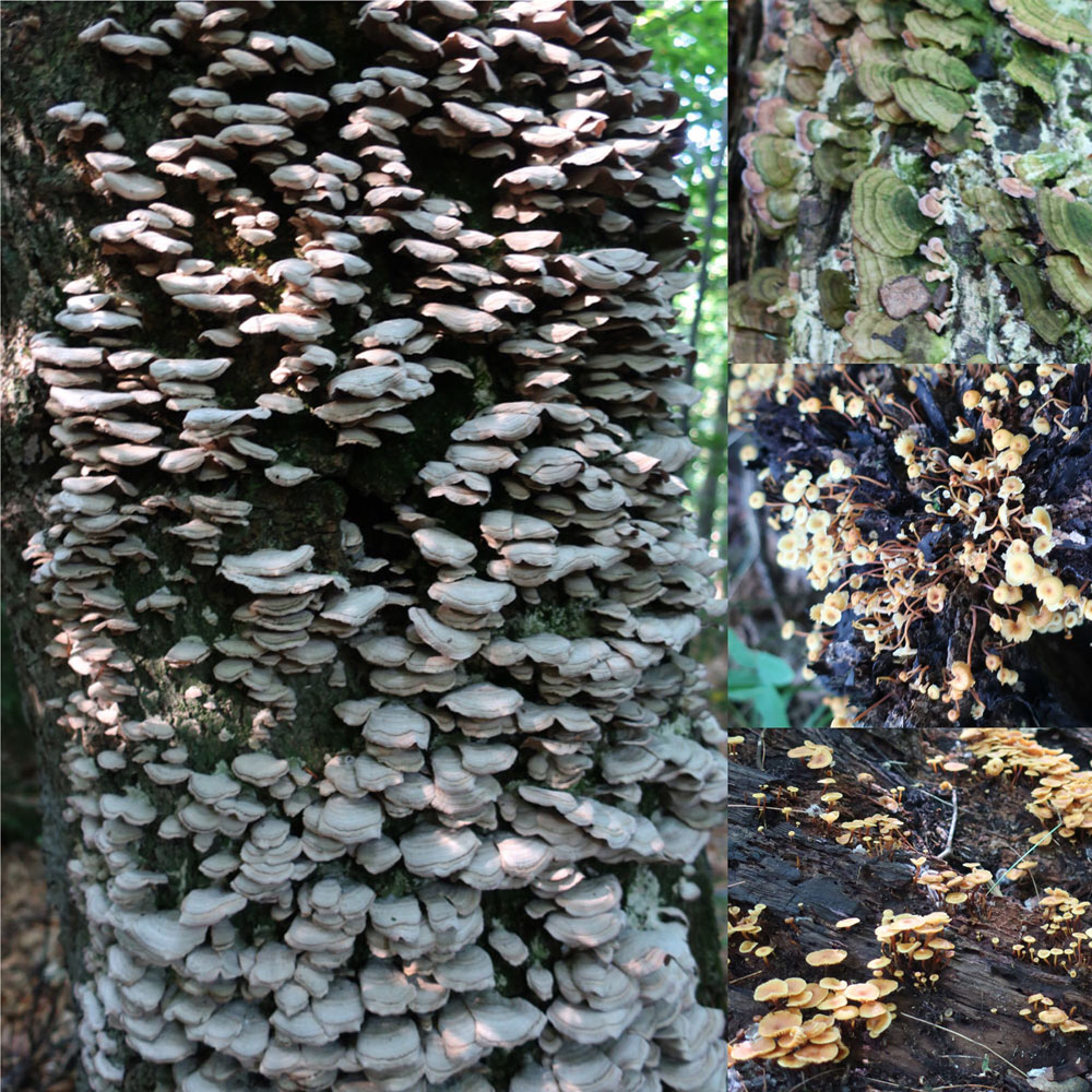 Along the Vermont Appalachian Trail - tiny beautiful things - yet more fungi - photo by TaosDawn - Santa Fe artist and backpacker Dawn Chandler