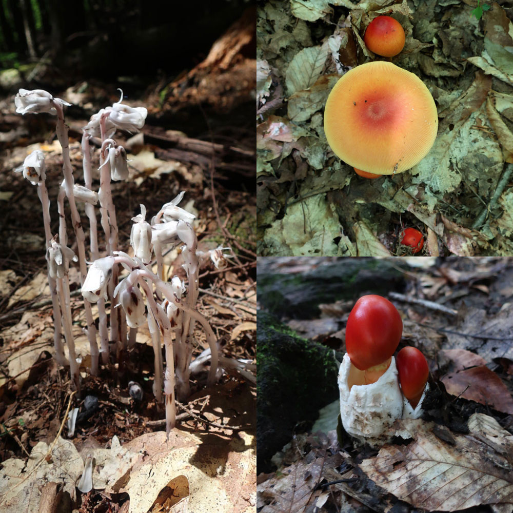 Along the Vermont Appalachian Trail - tiny beautiful things - more fungi - photo by TaosDawn - Santa Fe artist and backpacker Dawn Chandler