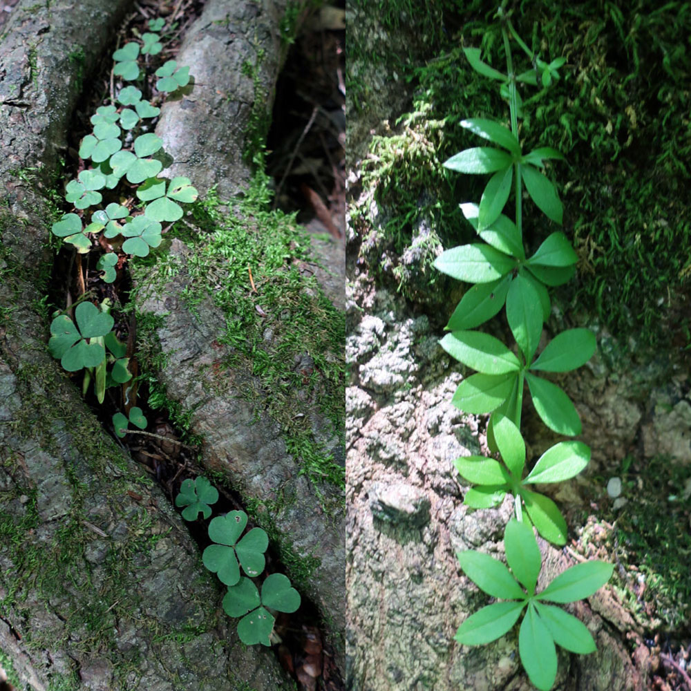 Along the Vermont Appalachian Trail - tiny beautiful things - greens - photo by TaosDawn - Santa Fe artist and backpacker Dawn Chandler