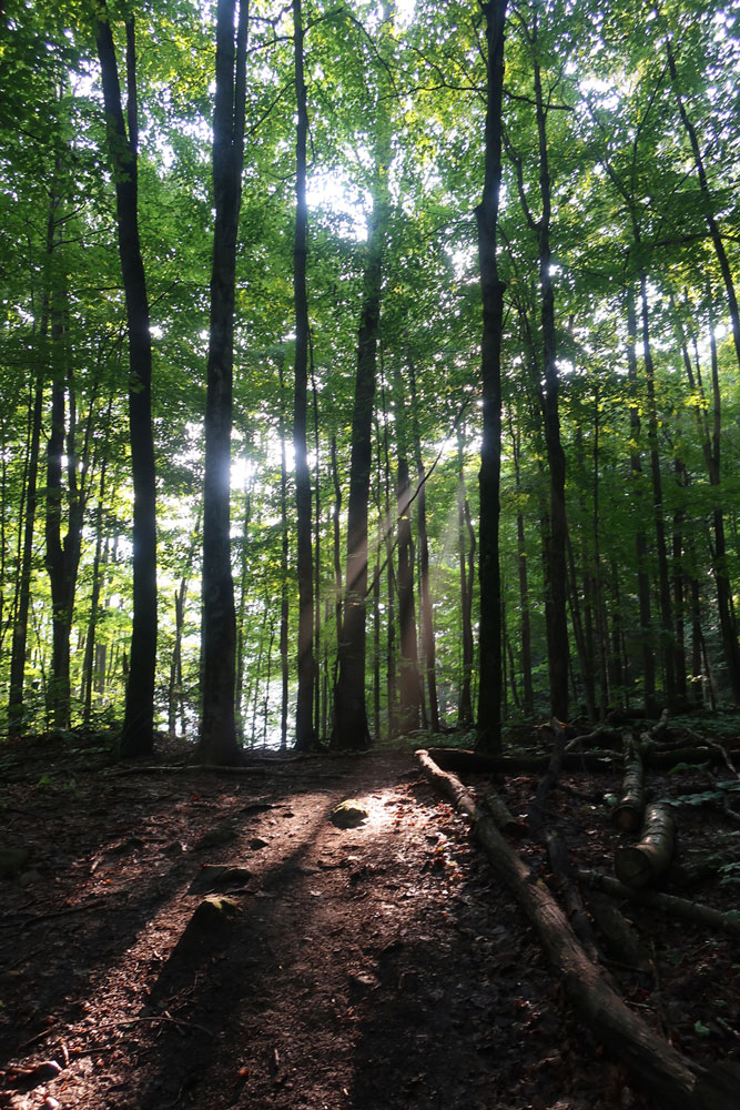 Along the Vermont Appalachian Trail - just east of VT Rte 12 - photo by TaosDawn - Santa Fe artist and backpacker Dawn Chandler