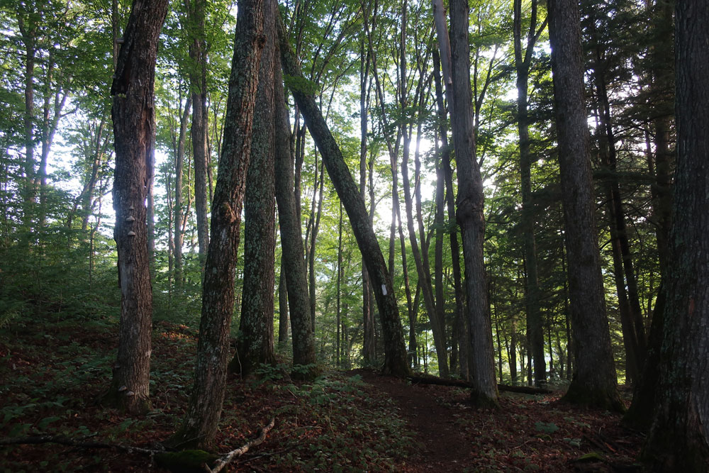 Along the Vermont Appalachian Trail - tiny beautiful things - forest path- photo by TaosDawn - Santa Fe artist and backpacker Dawn Chandler