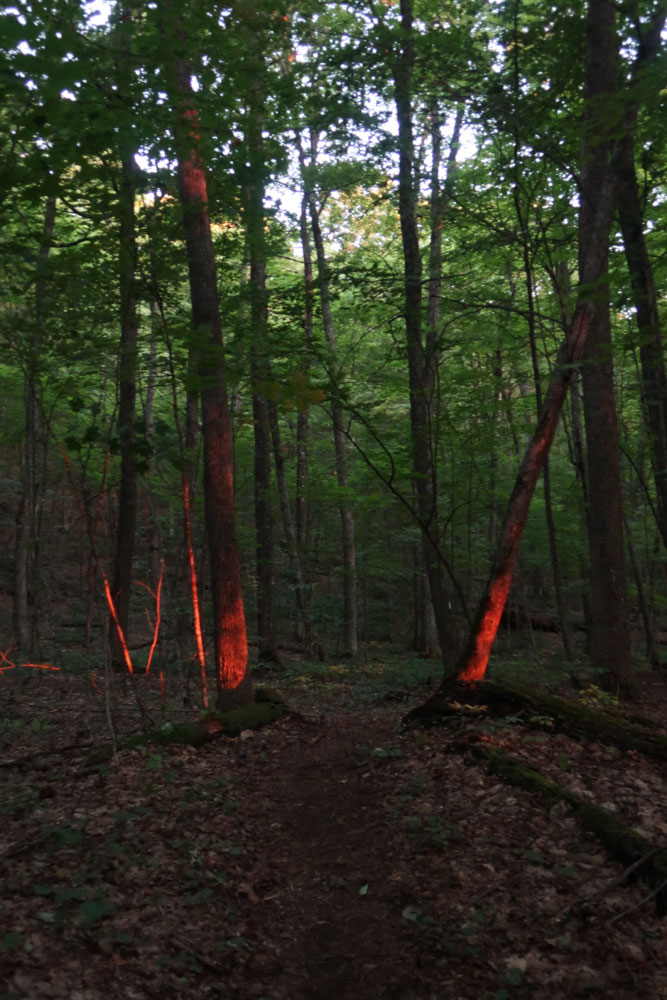 Along the Vermont Appalachian Trail - sunrise light below Thistle Hill Shelter - photo by TaosDawn - Santa Fe artist and backpacker Dawn Chandler