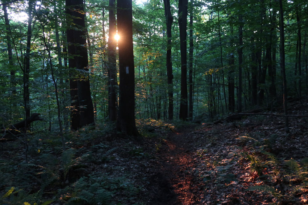 Along the Vermont Appalachian Trail - sunrise light below Thistle Hill Shelter - photo by TaosDawn - Santa Fe artist and backpacker Dawn Chandler