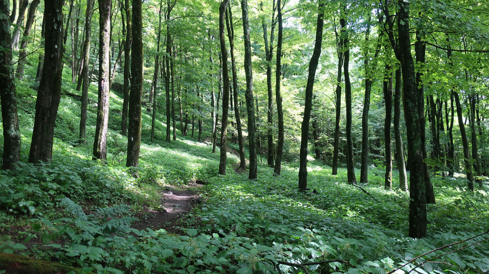 Along the Vermont Appalachian Trail - tiny beautiful things - trail above Inn at Long Trail - photo by TaosDawn - Santa Fe artist and backpacker Dawn Chandler