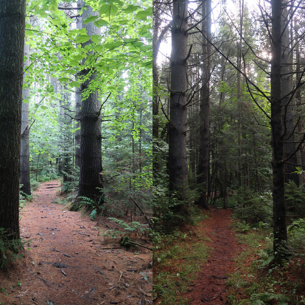 Along the Vermont Appalachian Trail - pine forest trail - photo by TaosDawn - Santa Fe artist and backpacker Dawn Chandler