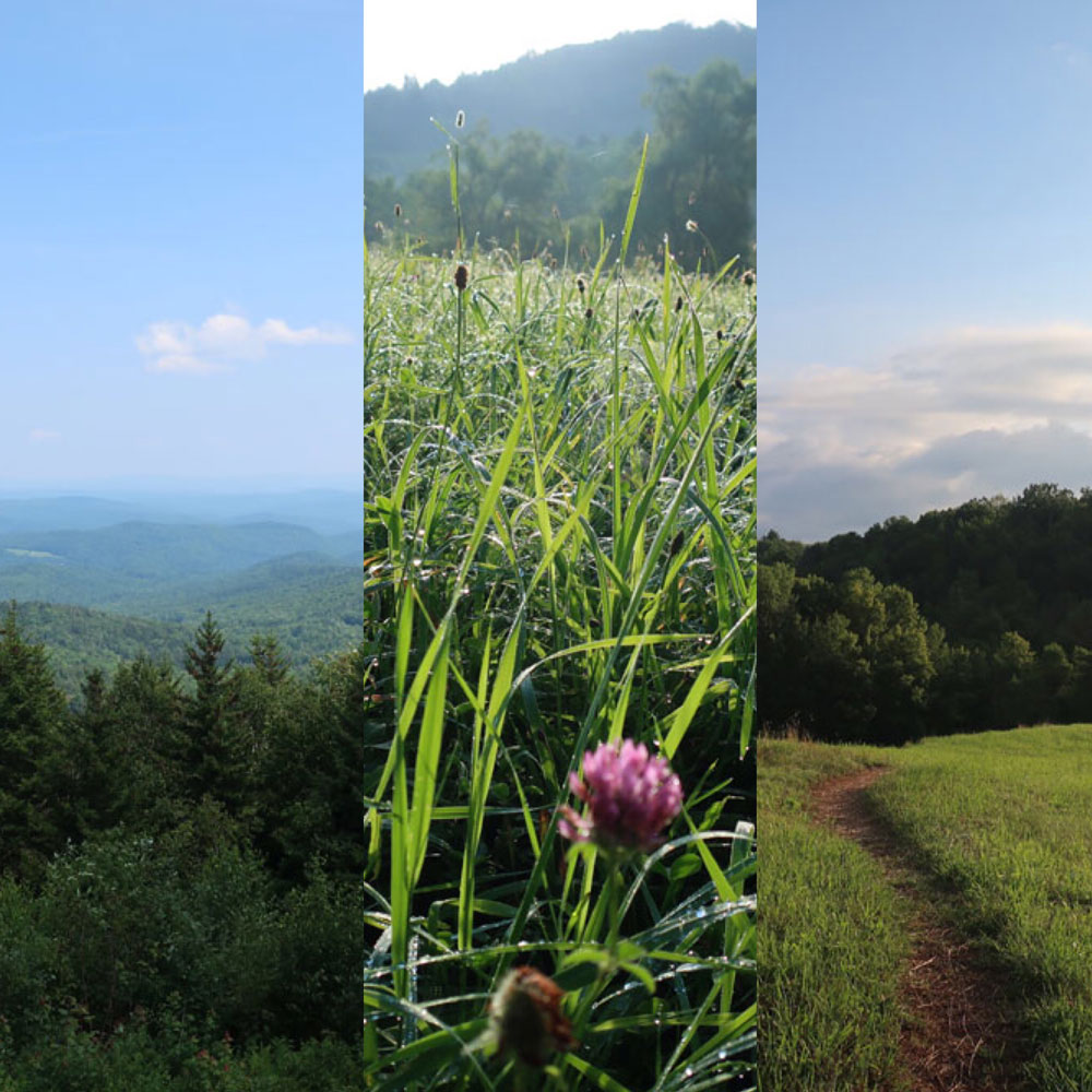 Along the Vermont Appalachian Trail - meadow views - photo by TaosDawn - Santa Fe artist and backpacker Dawn Chandler