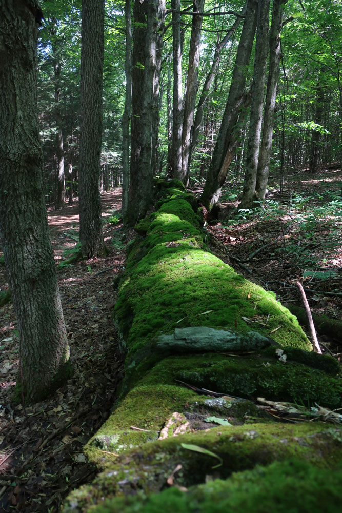 Along the Vermont Appalachian Trail - moss-covered stone wall - photo by TaosDawn - Santa Fe artist and backpacker Dawn Chandler