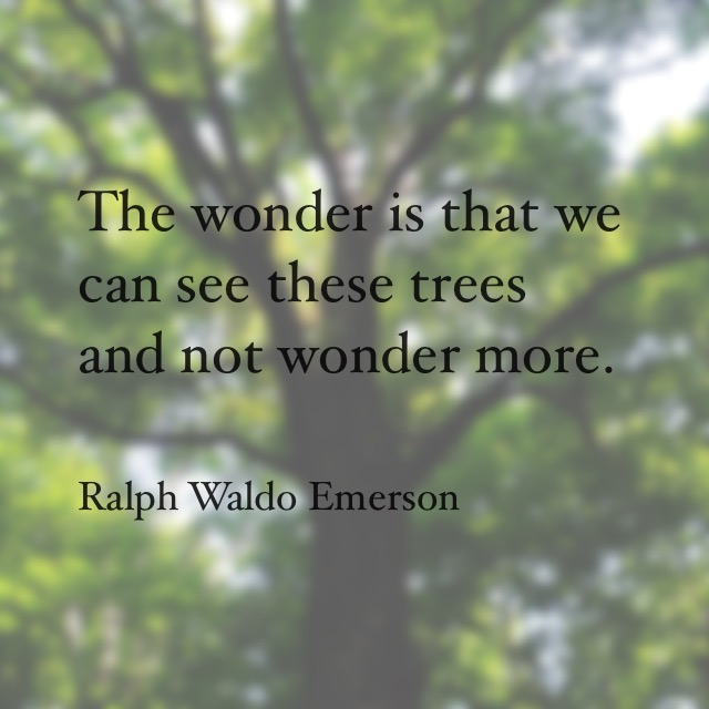 Along the Vermont Appalachian Trail - tree quote image created by TaosDawn - Santa Fe artist and backpacker Dawn Chandler