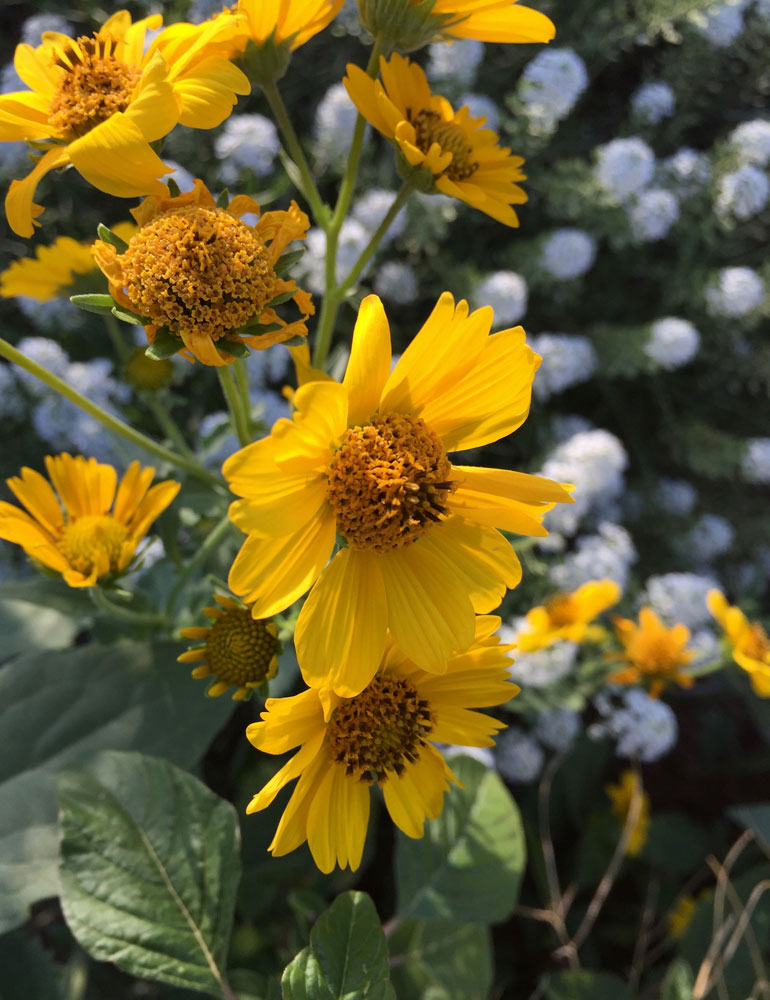 new mexico gold: goldweed flowers, in santa fe, new mexico photographed by new mexico artist dawn chandler