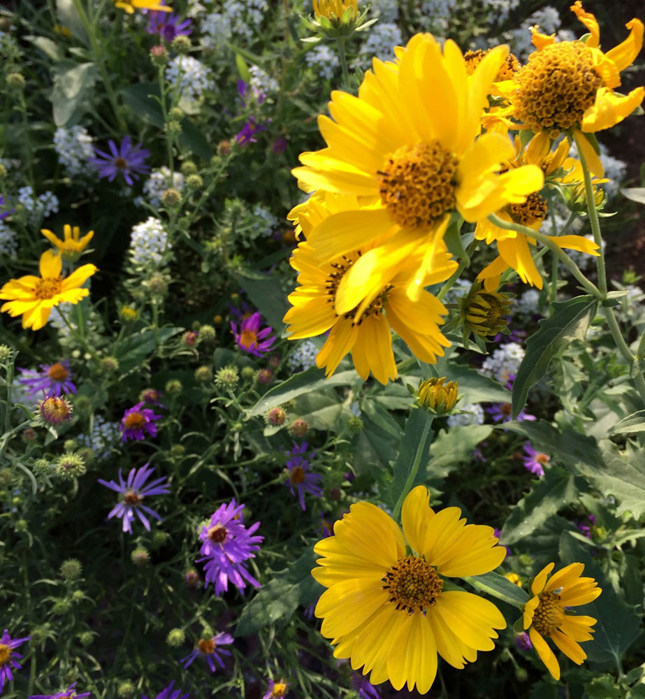 new mexico gold: golden crownbeard and purple aster flowers in santa fe, new mexico photographed by new mexico artist dawn chandler