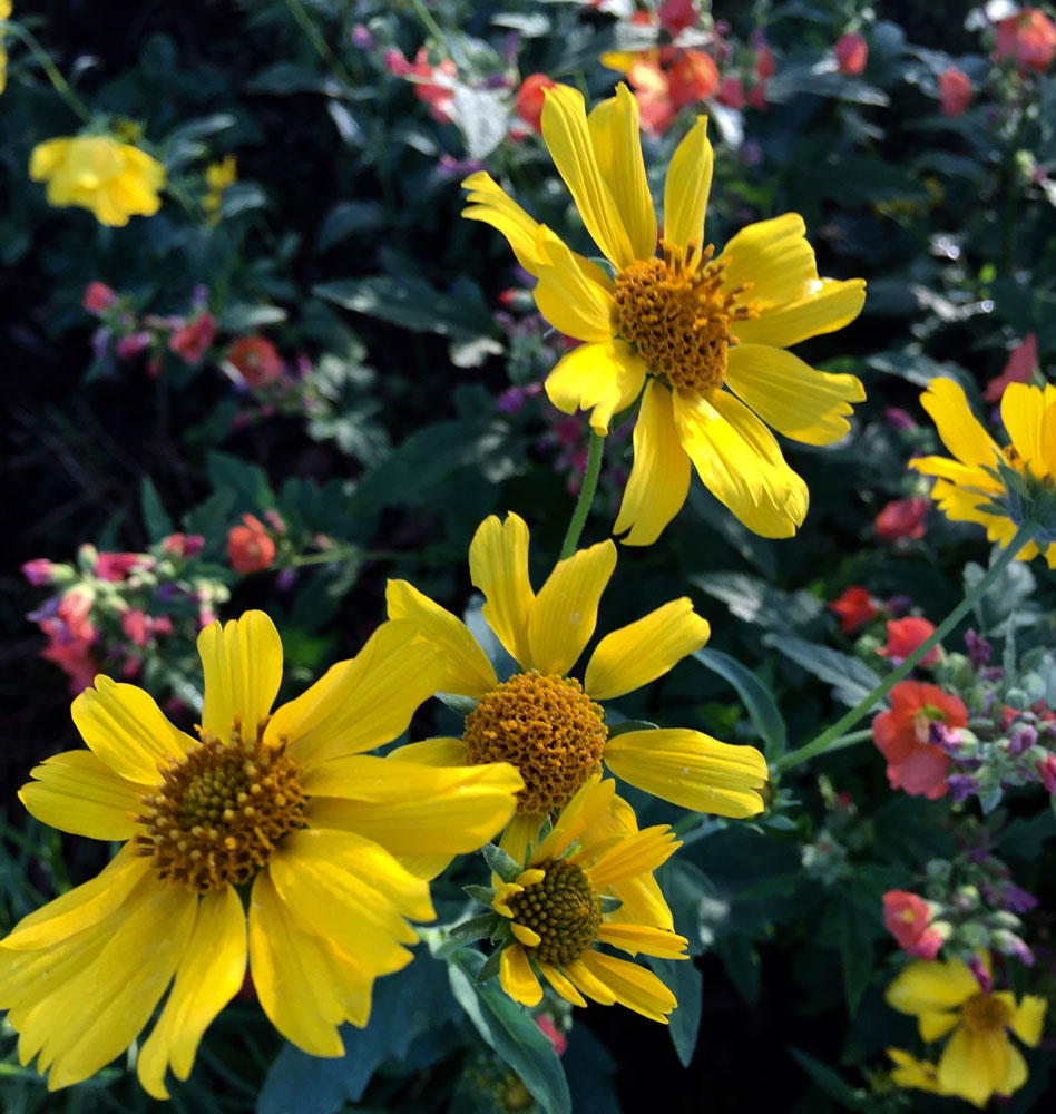 new mexico gold: yellow american dogweed flowers, in santa fe, new mexico photographed by new mexico artist dawn chandler