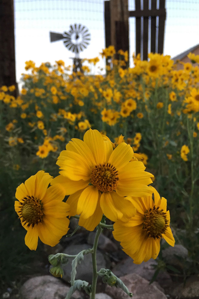 New Mexico gold: cowpen daisies with a windmill in the background, in santa fe, new mexico photographed by new mexico artist dawn chandler