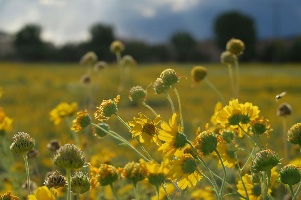 new mexico gold: wild sunflowers grow in frenchy's field, in santa fe, new mexico photographed by new mexico artist dawn chandler