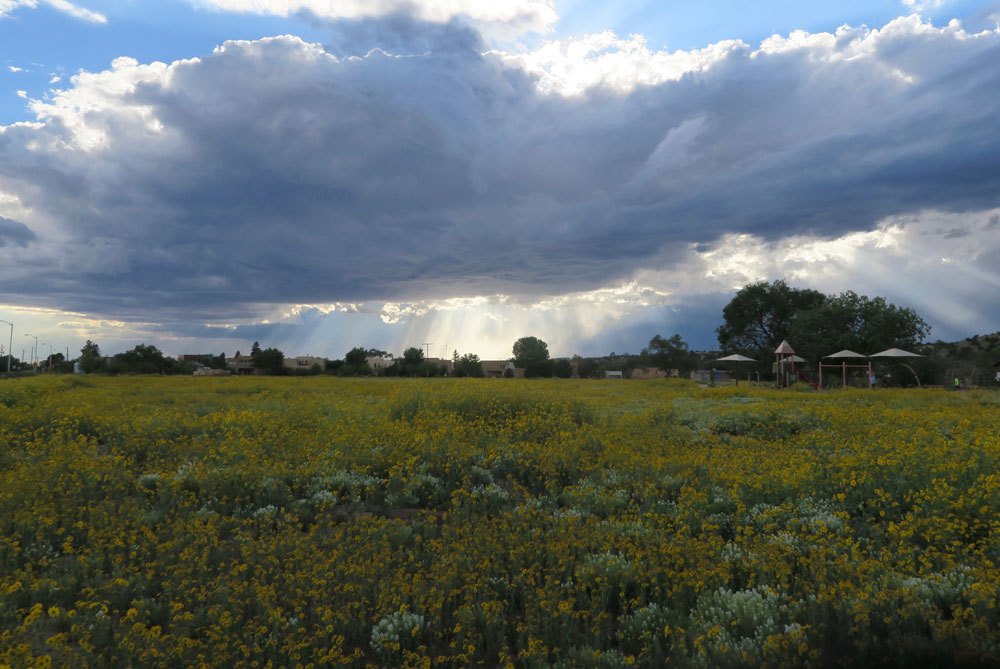 new mexico gold: september evening in frenchy's field, an explosion of golden crownbeard, in santa fe, new mexico photographed by new mexico artist dawn chandler
