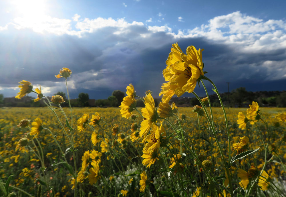 new mexico gold: cowpen daisies silhouetted against a deep purple-grey september evening sky, in santa fe, new mexico photographed by new mexico artist dawn chandler